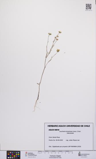 Leucheria tomentosa [Espécimen: UCH:AGUCH:0060516]