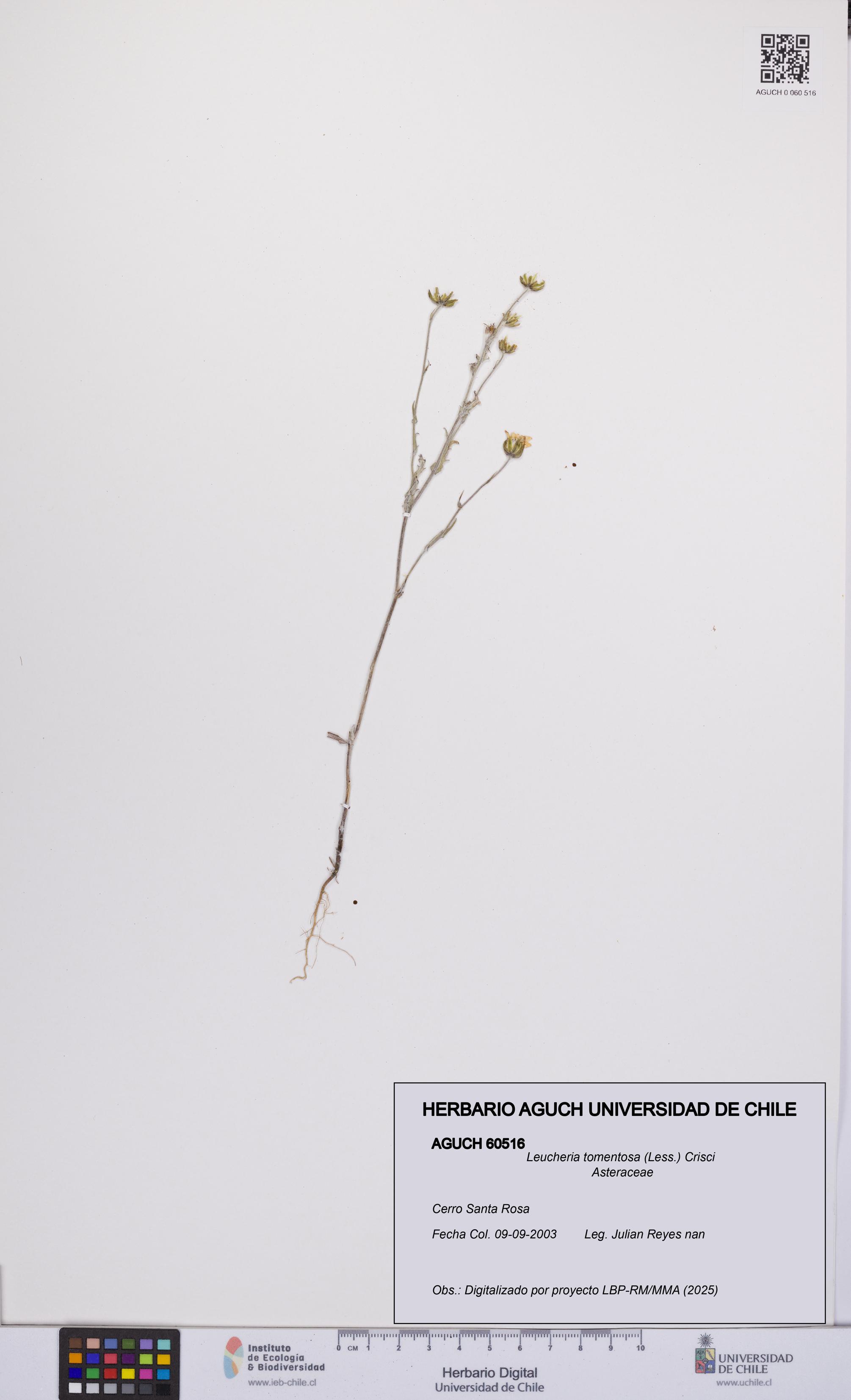 Leucheria tomentosa [Espécimen: UCH:AGUCH:0060516]