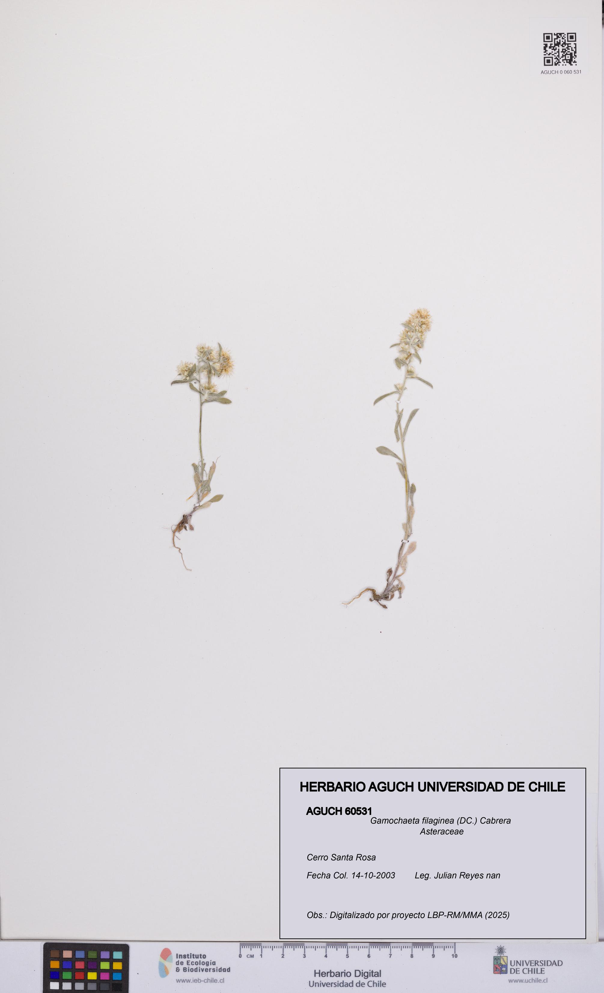 Gamochaeta filaginea [Espécimen: UCH:AGUCH:0060531]