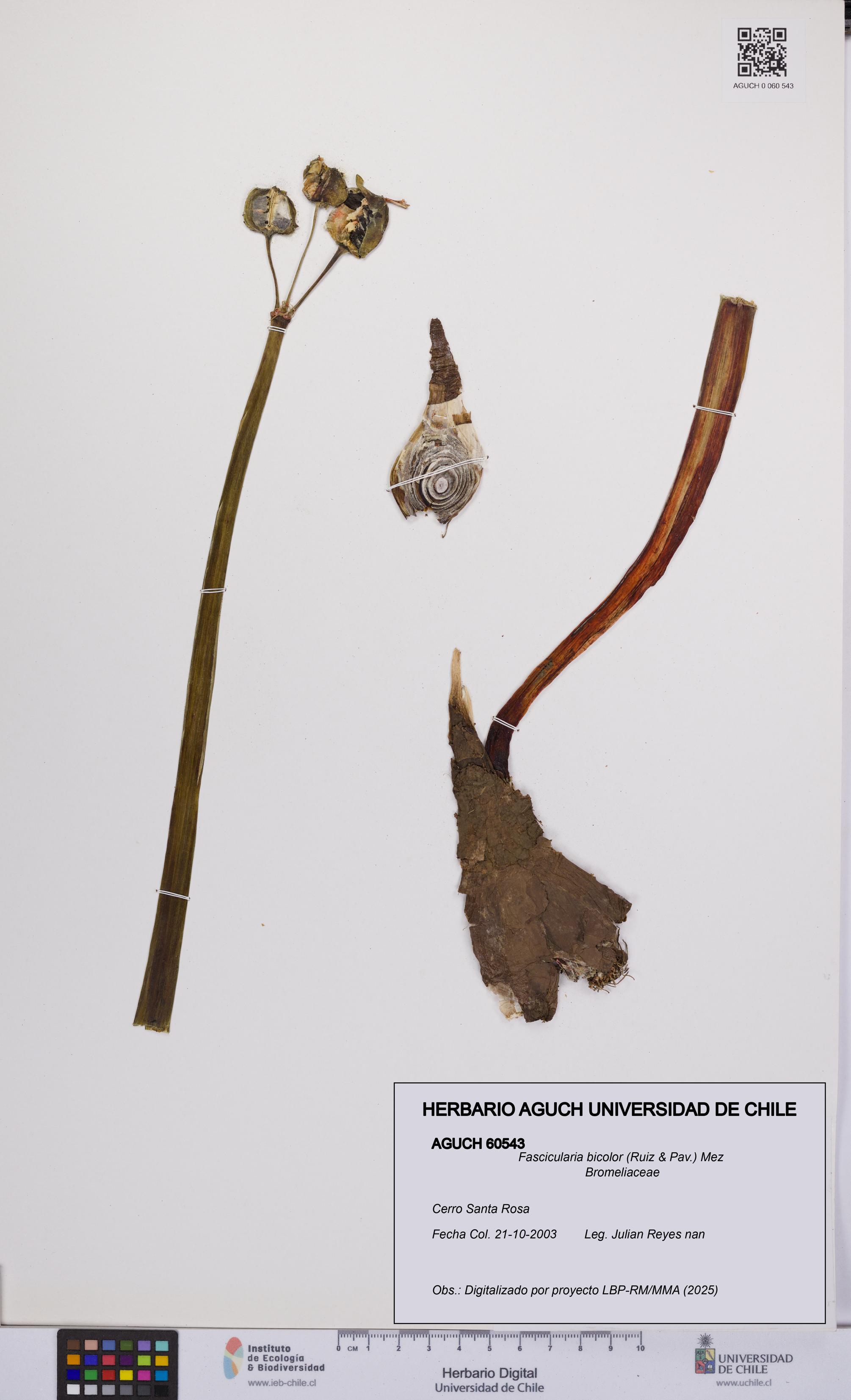 Fascicularia bicolor [Espécimen: UCH:AGUCH:0060543]