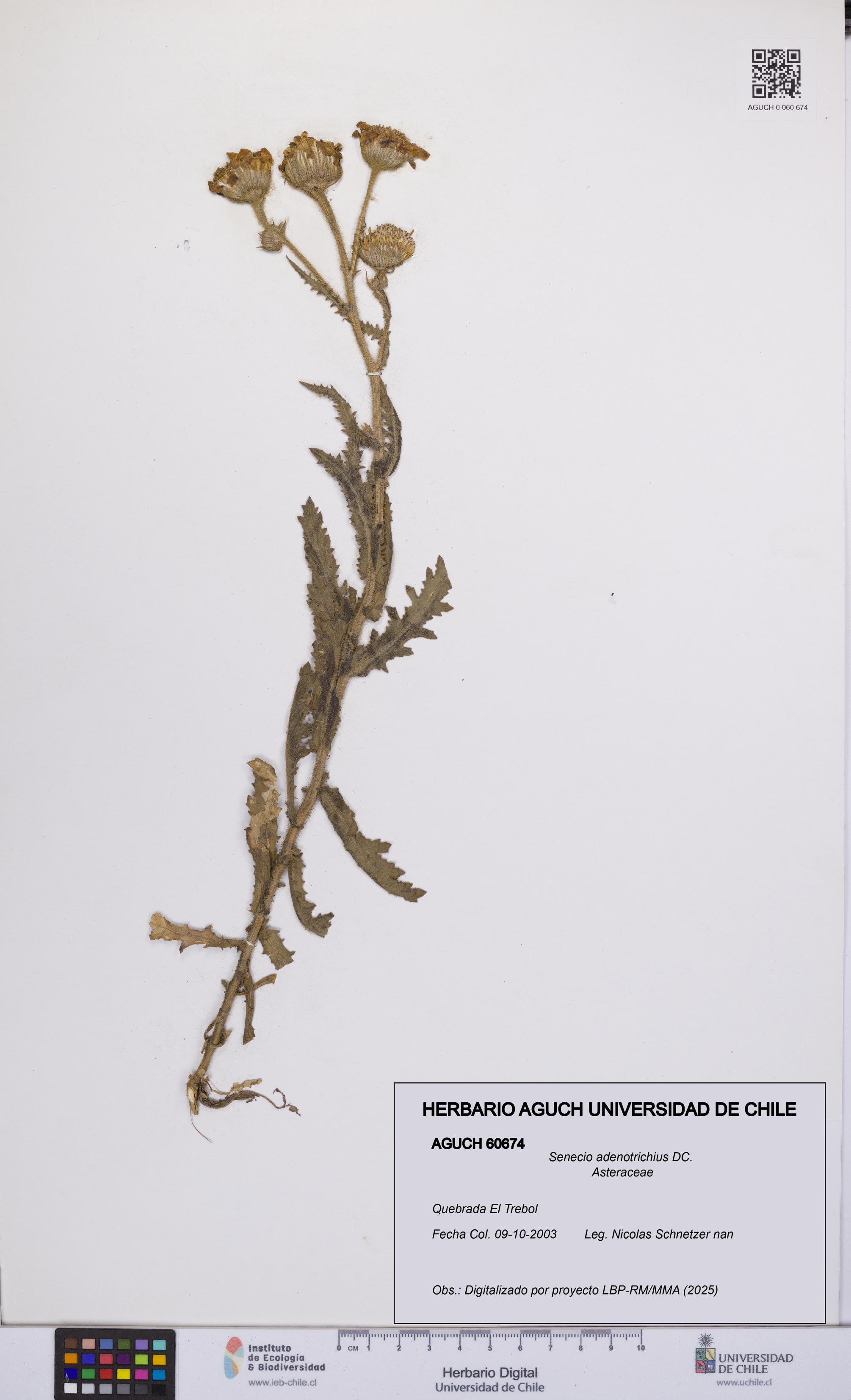 Senecio adenotrichius [Espécimen: UCH:AGUCH:0060674]