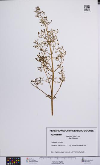 Valeriana stricta [Espécimen: UCH:AGUCH:0060690]