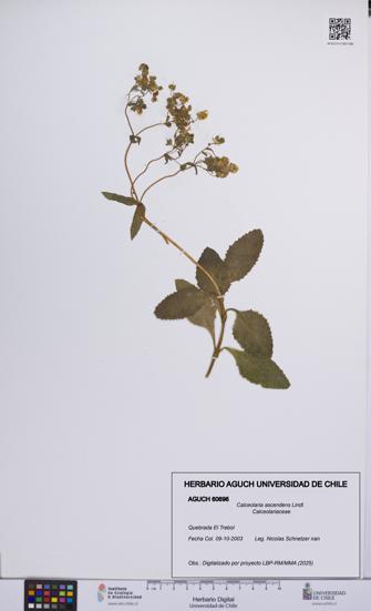 Calceolaria ascendens [Espécimen: UCH:AGUCH:0060696]