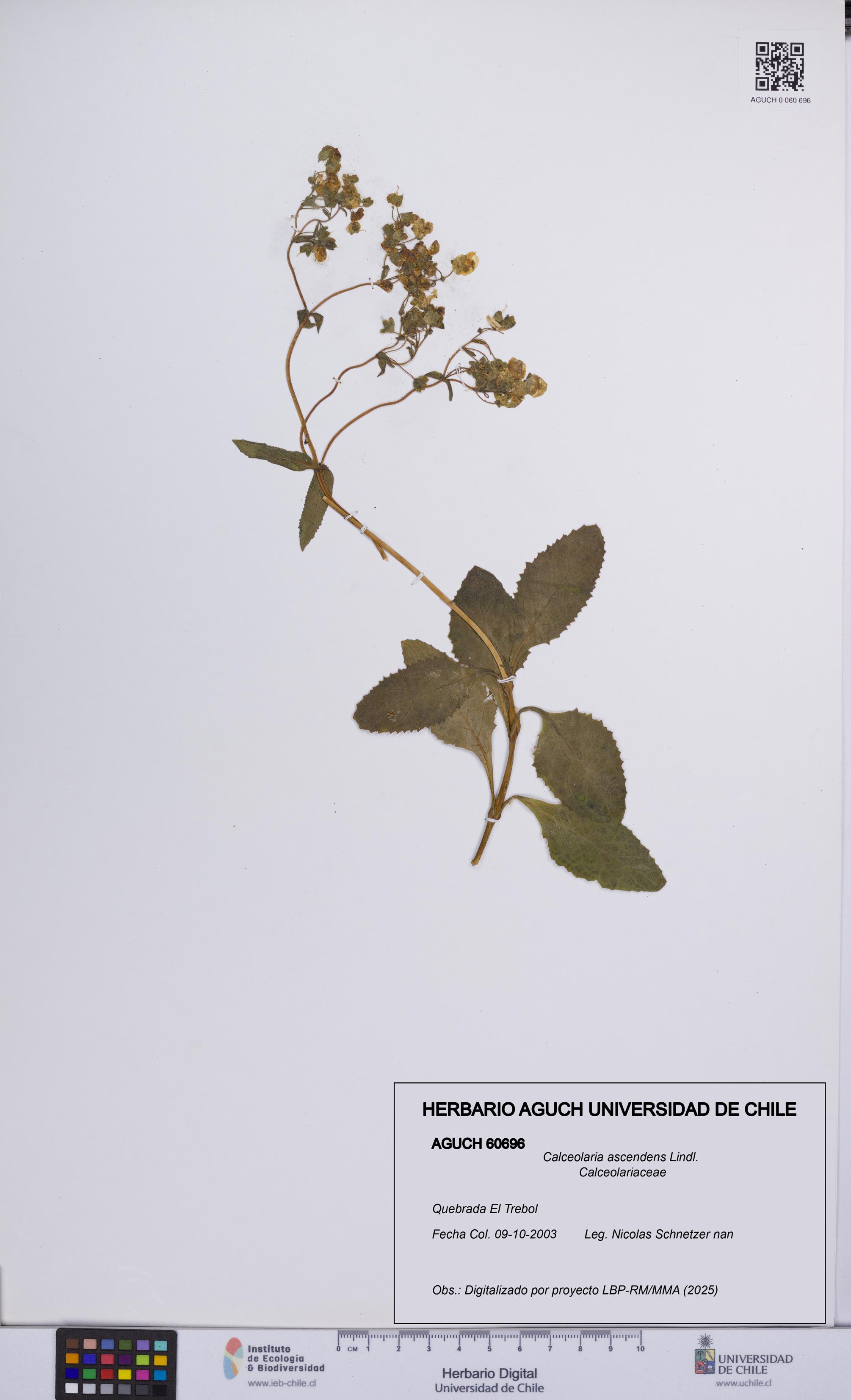 Calceolaria ascendens [Espécimen: UCH:AGUCH:0060696]