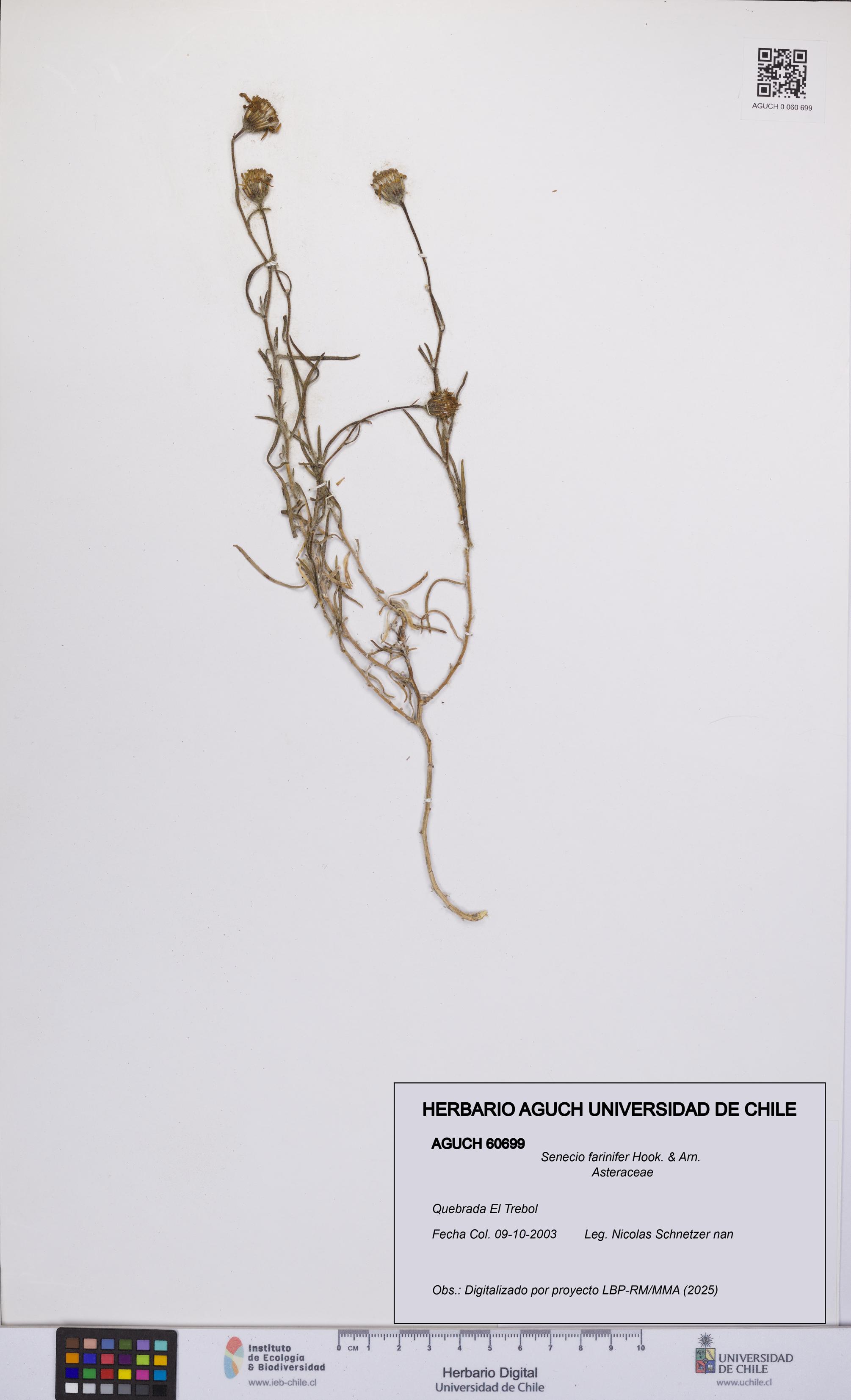 Senecio farinifer [Espécimen: UCH:AGUCH:0060699]