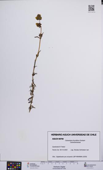 Calceolaria thyrsiflora [Espécimen: UCH:AGUCH:0060700]