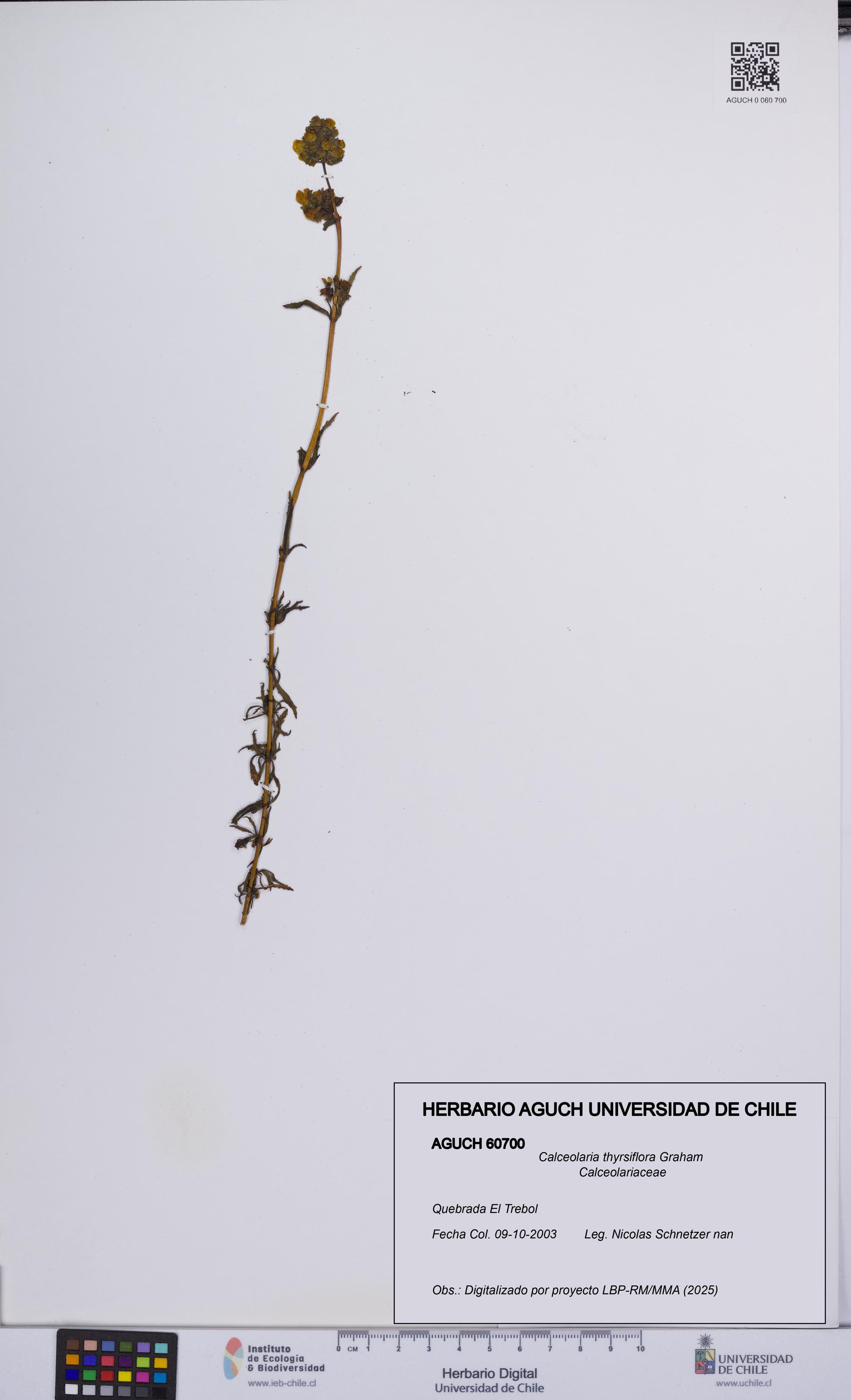 Calceolaria thyrsiflora [Espécimen: UCH:AGUCH:0060700]