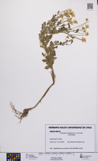 Tanacetum parthenium [Espécimen: UCH:AGUCH:0060715]