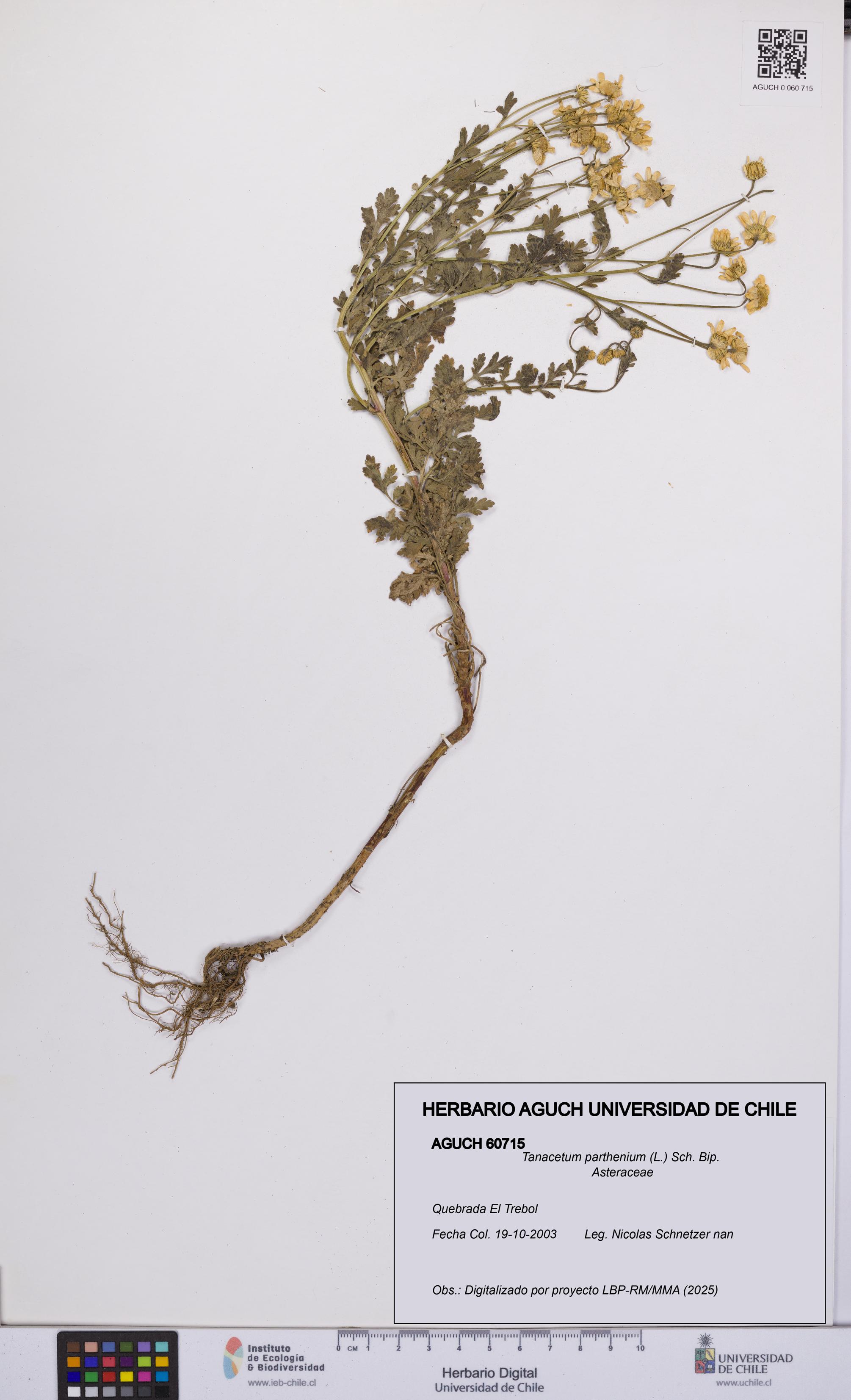 Tanacetum parthenium [Espécimen: UCH:AGUCH:0060715]