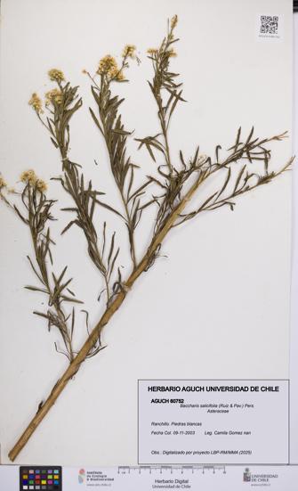 Baccharis salicifolia [Espécimen: UCH:AGUCH:0060752]