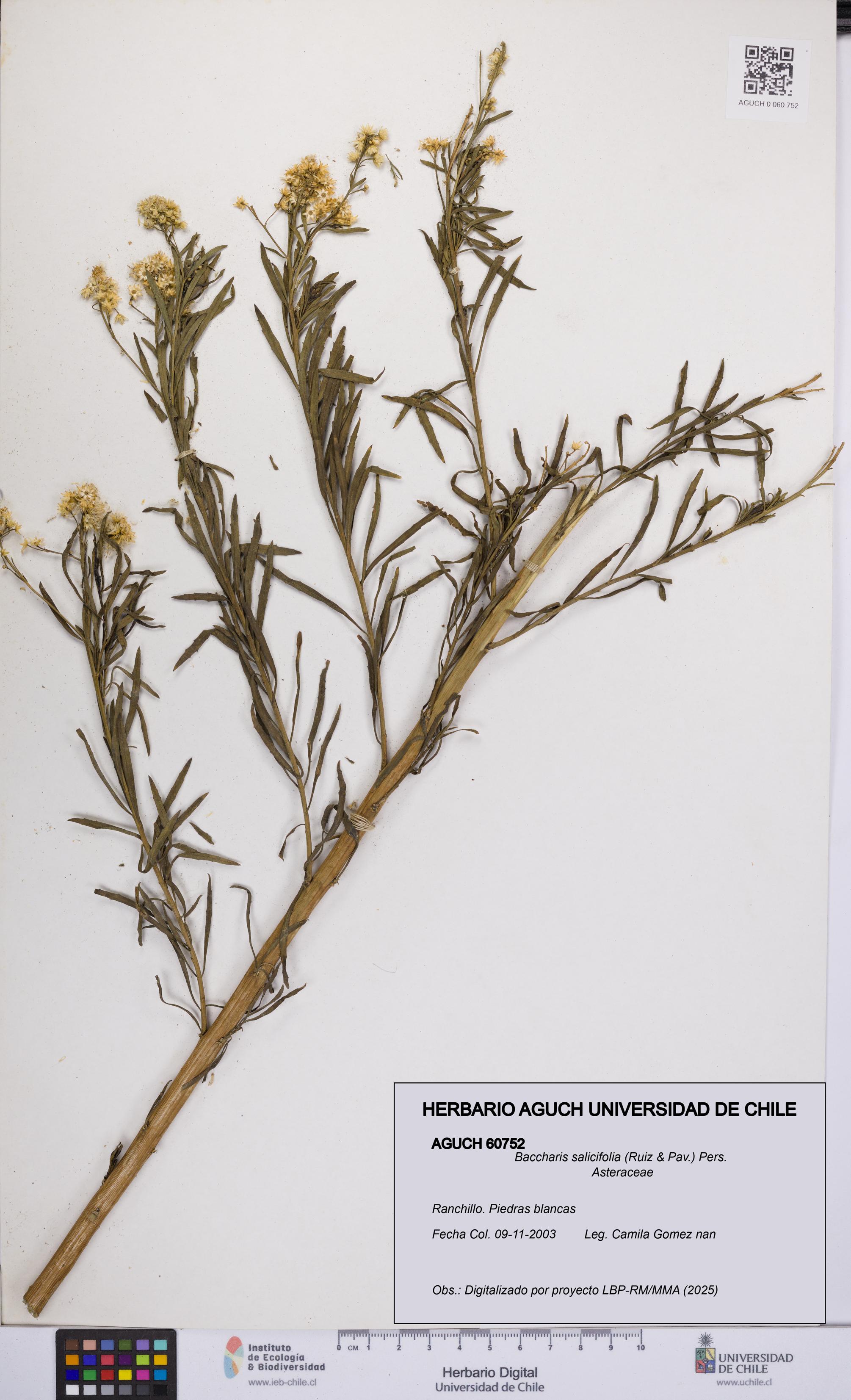 Baccharis salicifolia [Espécimen: UCH:AGUCH:0060752]