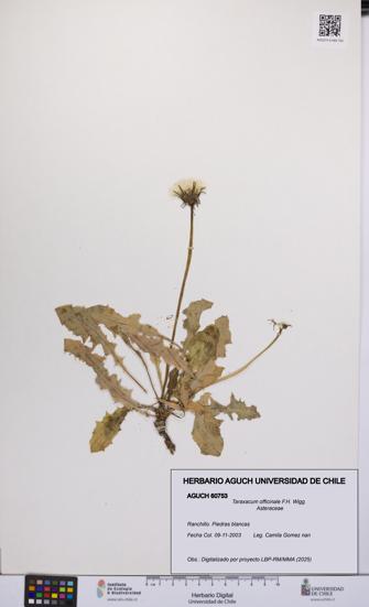 Taraxacum officinale [Espécimen: UCH:AGUCH:0060753]