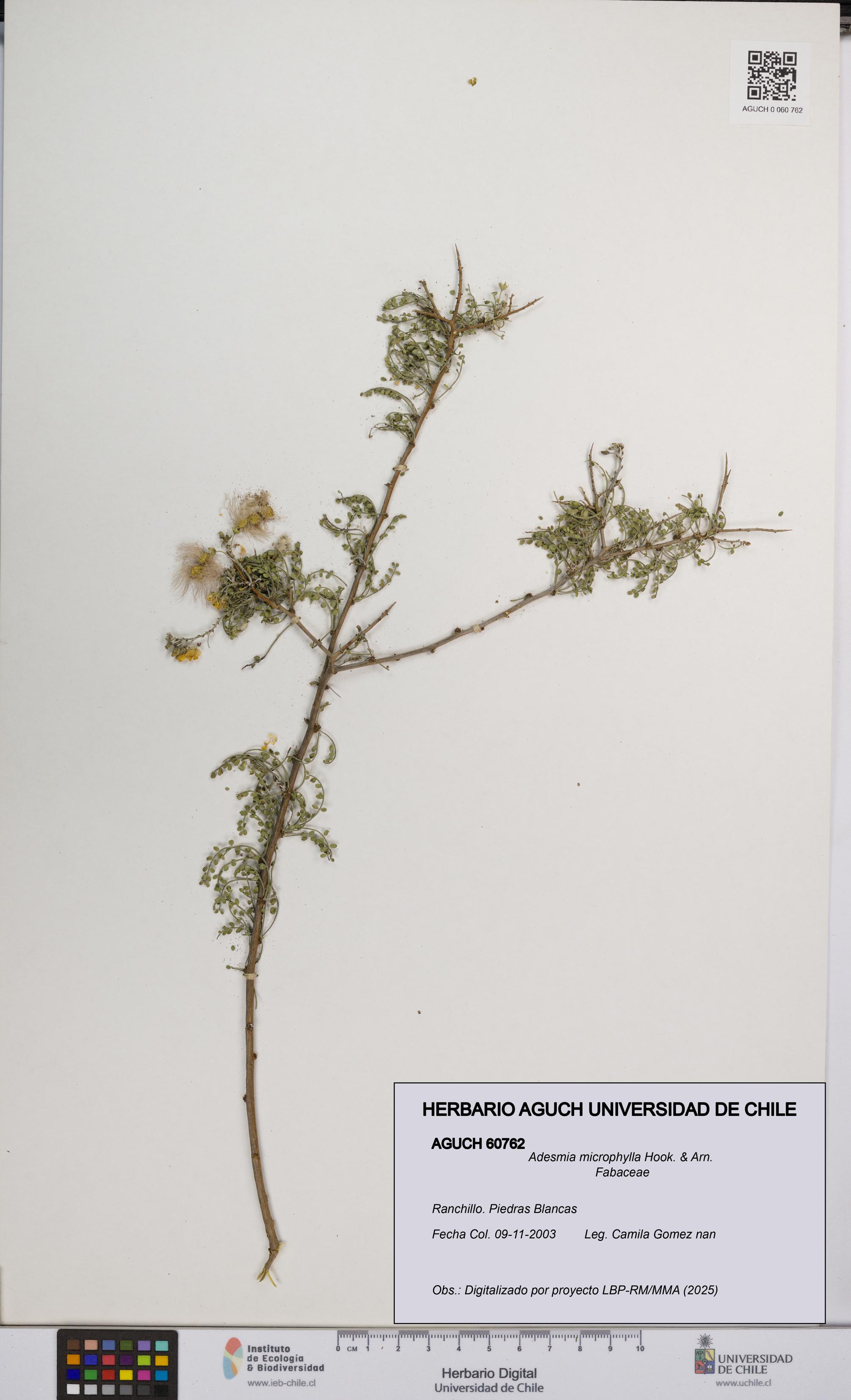 Adesmia microphylla [Espécimen: UCH:AGUCH:0060762]