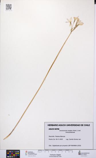 Leucocoryne ixioides [Espécimen: UCH:AGUCH:0060765]