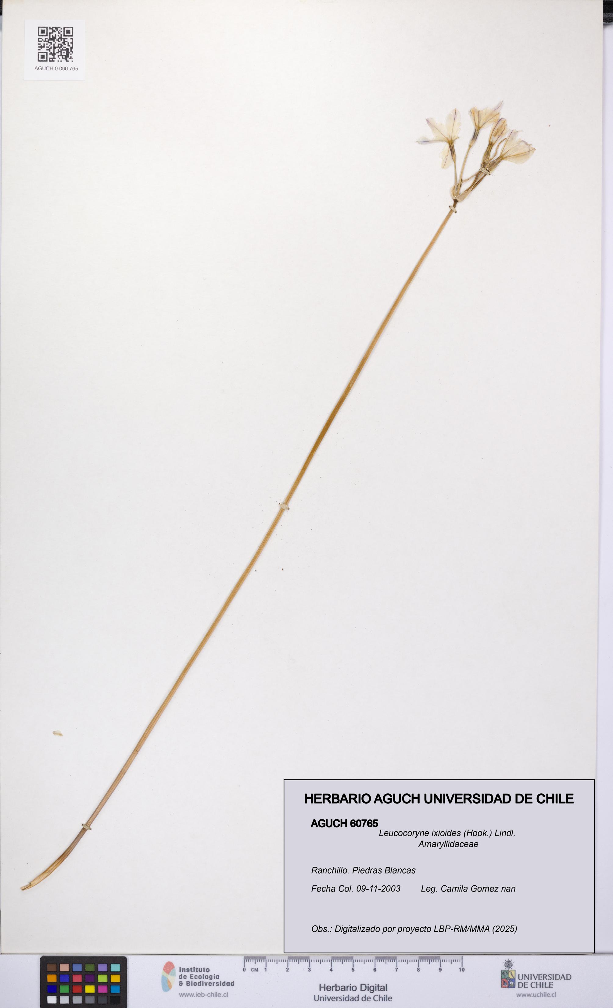 Leucocoryne ixioides [Espécimen: UCH:AGUCH:0060765]