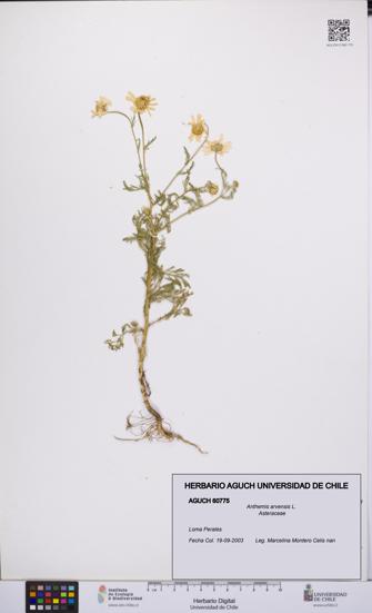 Anthemis arvensis [Espécimen: UCH:AGUCH:0060775]
