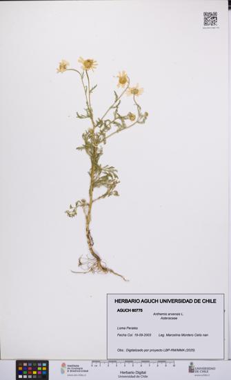 Anthemis arvensis [Espécimen: UCH:AGUCH:0060775]