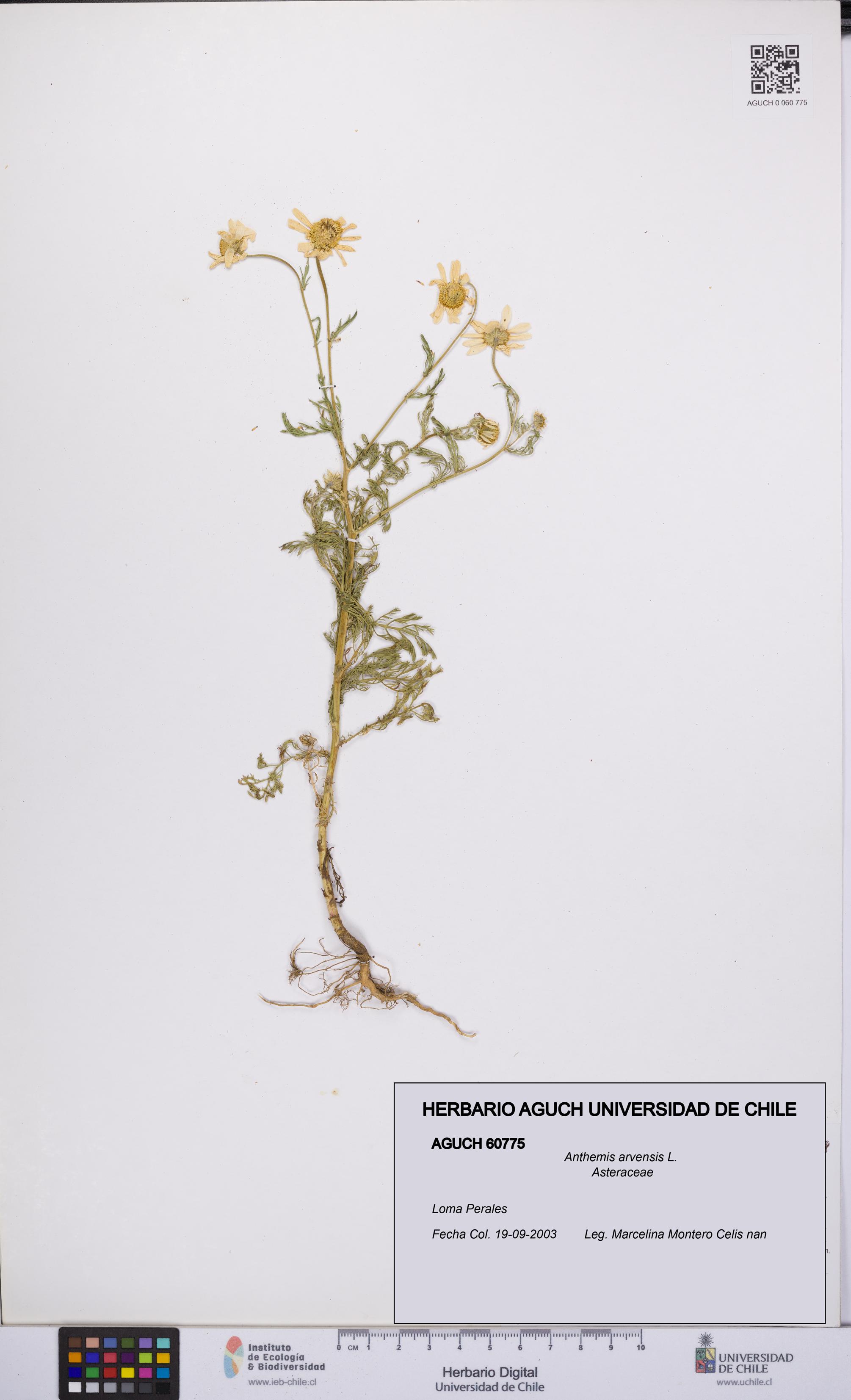 Anthemis arvensis [Espécimen: UCH:AGUCH:0060775]