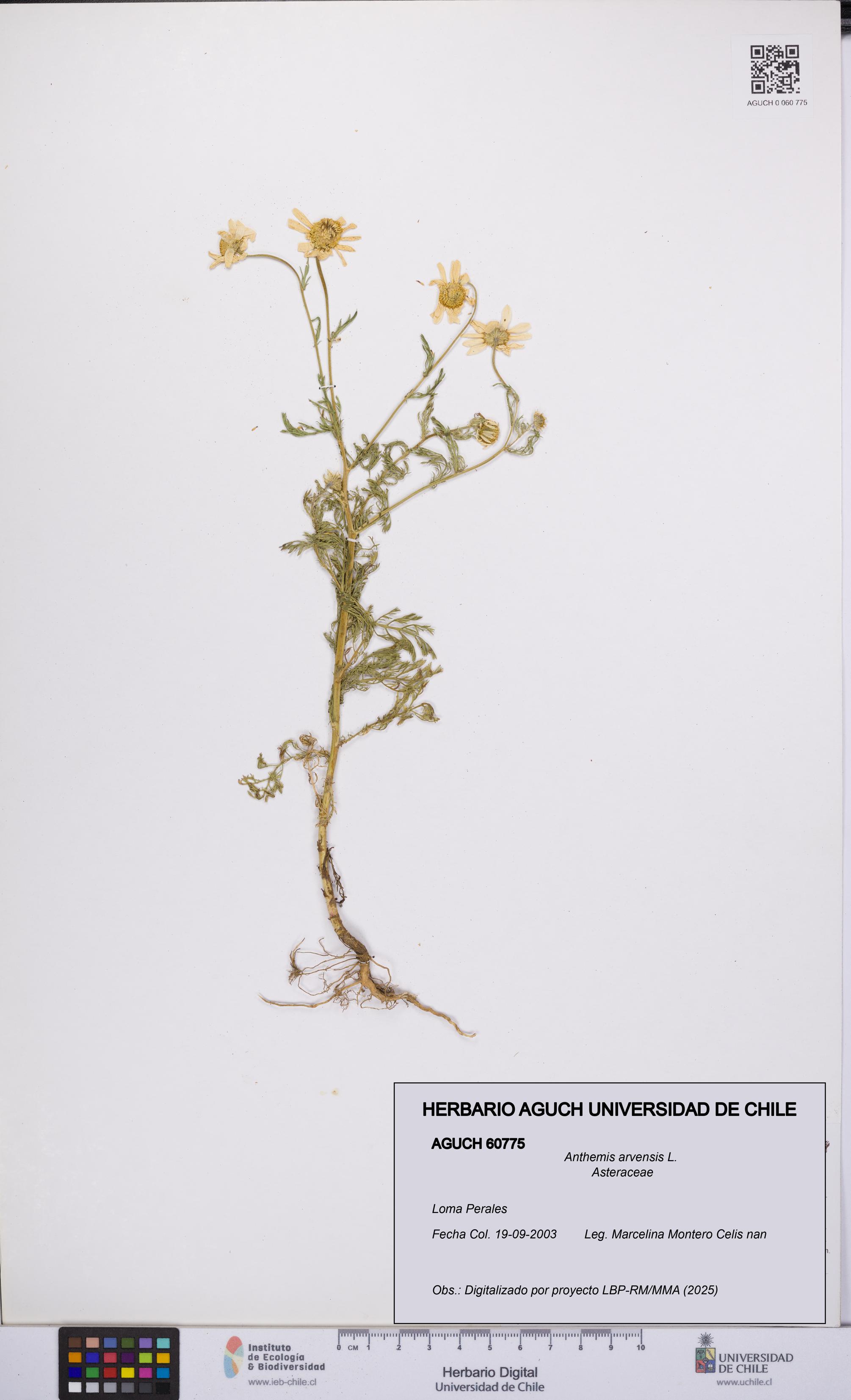 Anthemis arvensis [Espécimen: UCH:AGUCH:0060775]