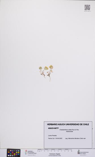 Chaetanthera ciliata [Espécimen: UCH:AGUCH:0060777]