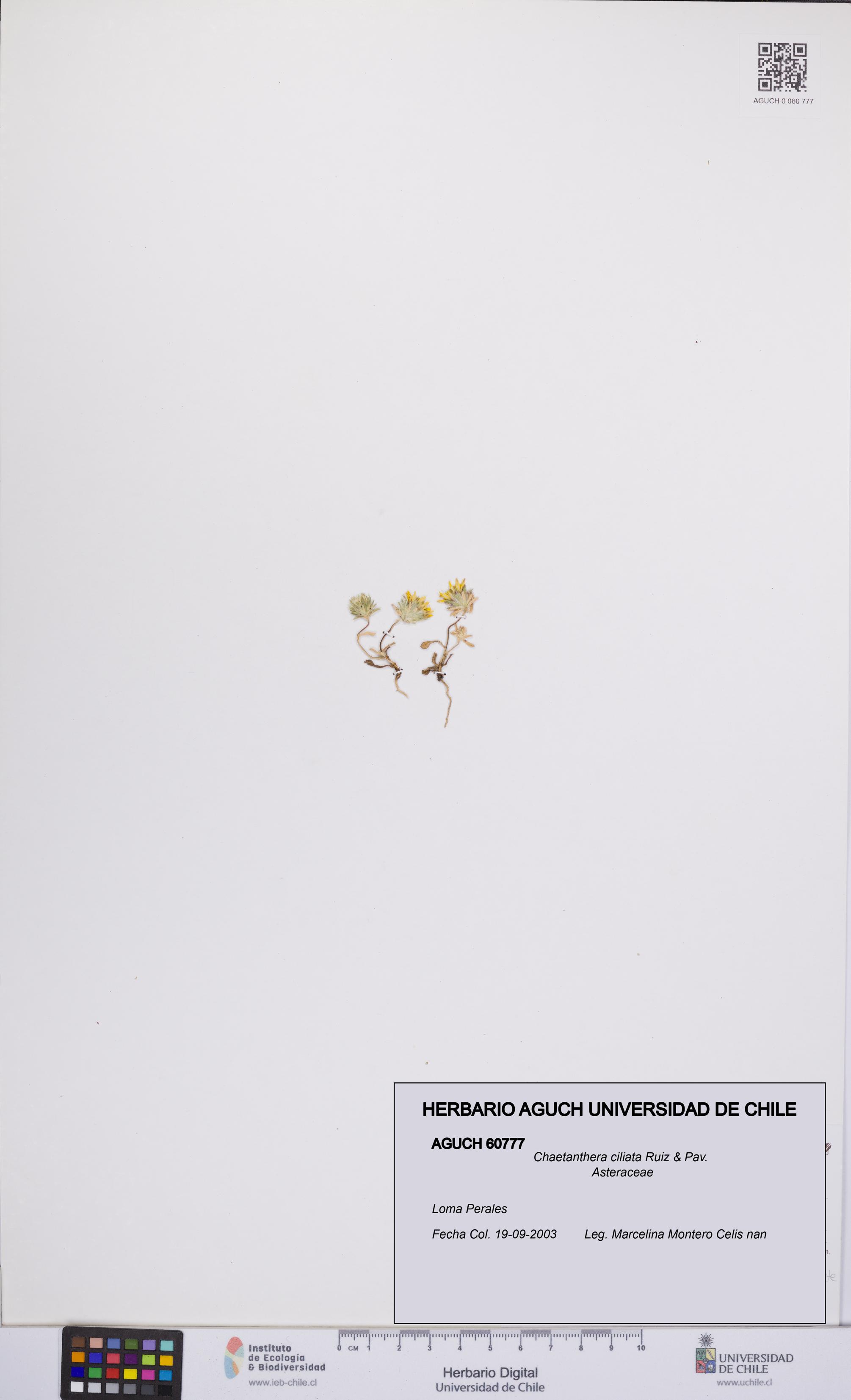 Chaetanthera ciliata [Espécimen: UCH:AGUCH:0060777]