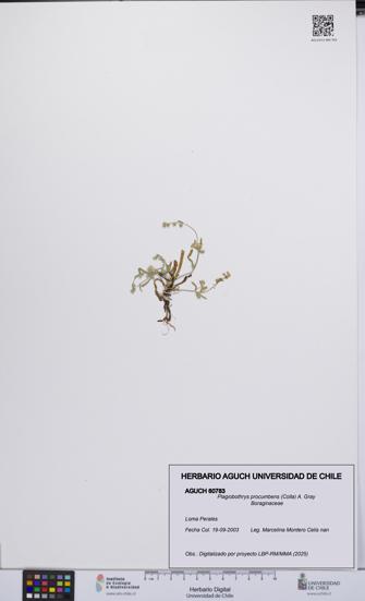 Plagiobothrys procumbens [Espécimen: UCH:AGUCH:0060783]