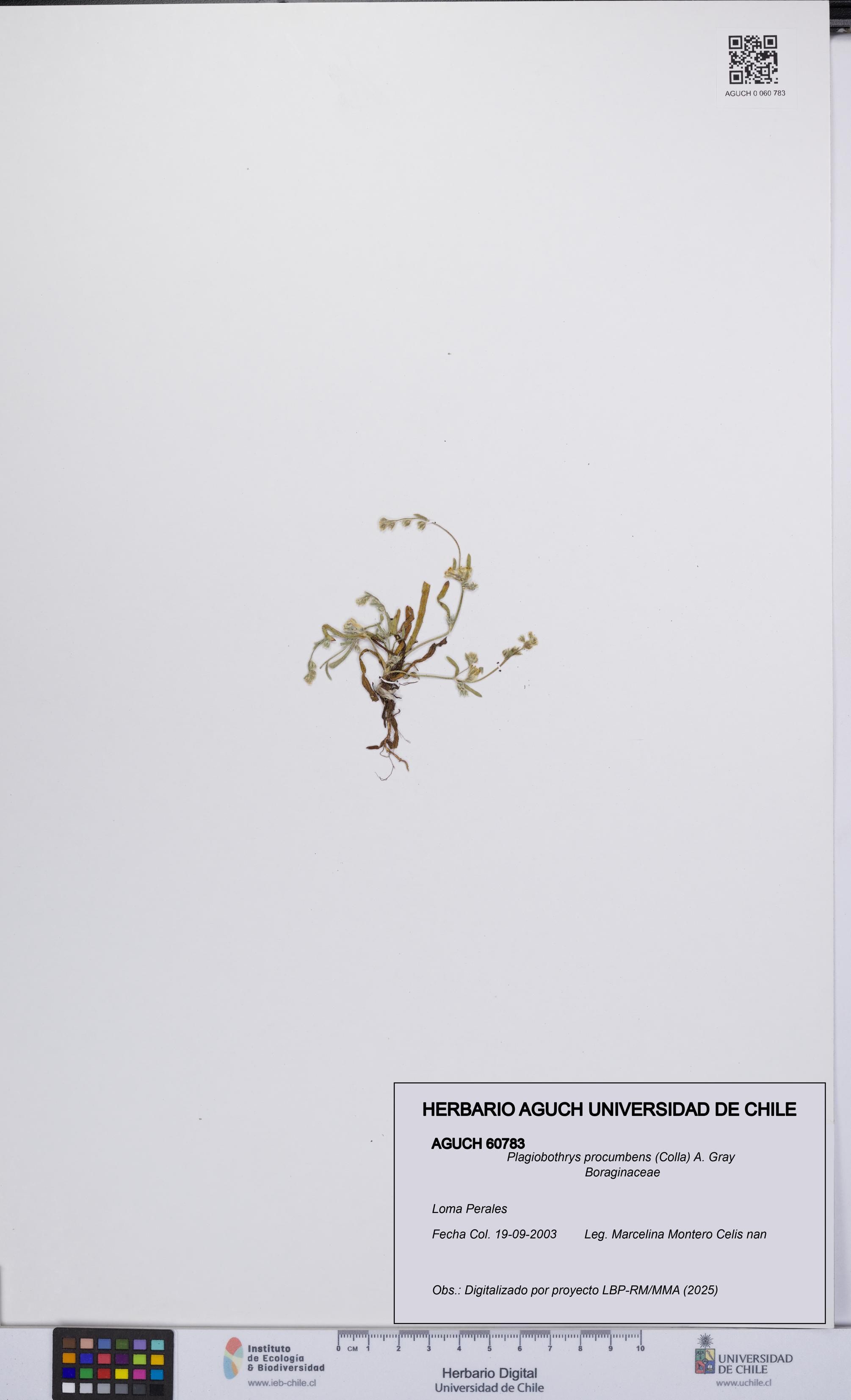 Plagiobothrys procumbens [Espécimen: UCH:AGUCH:0060783]