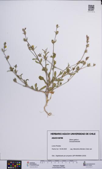 Silene gallica [Espécimen: UCH:AGUCH:0060786]