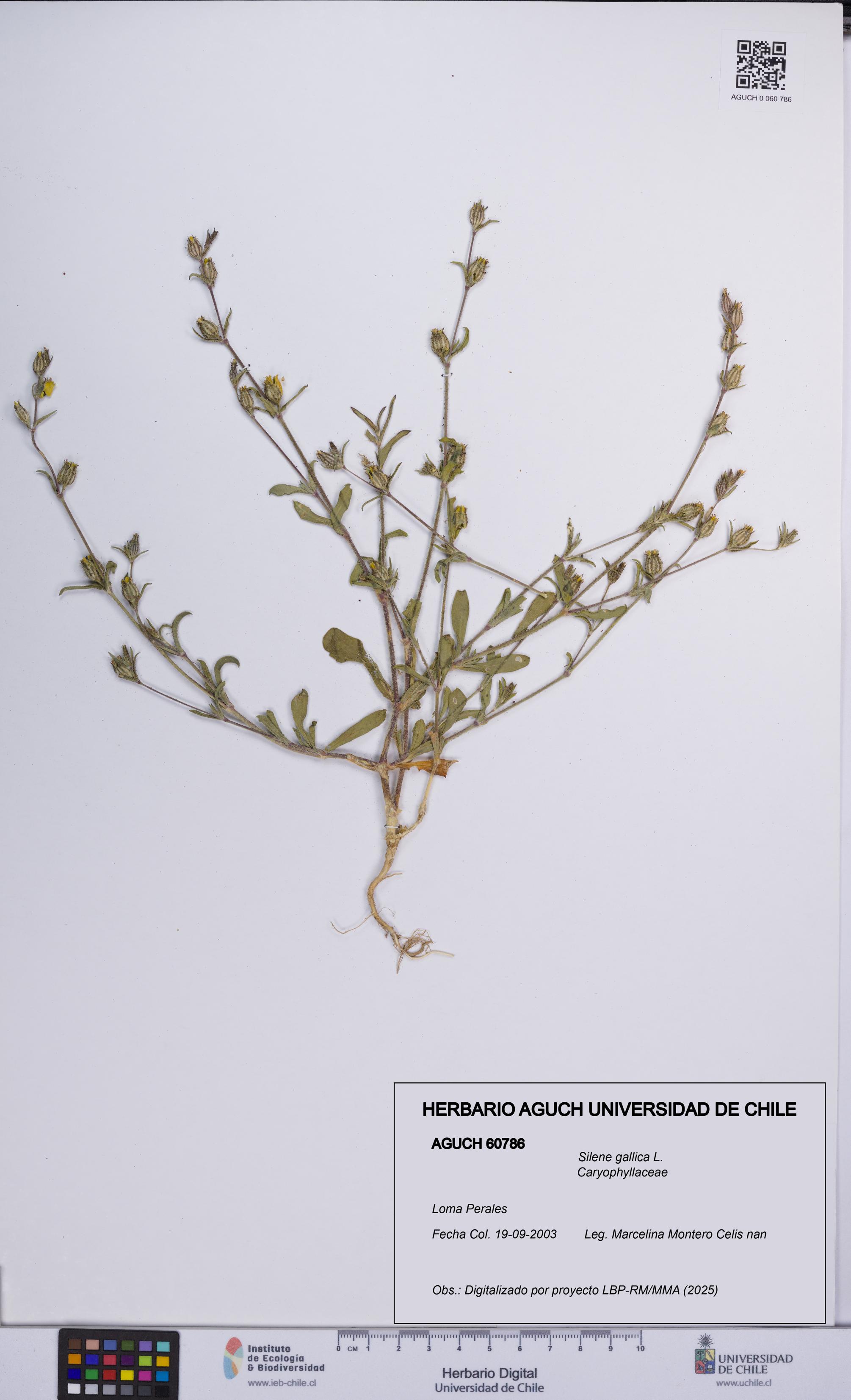 Silene gallica [Espécimen: UCH:AGUCH:0060786]