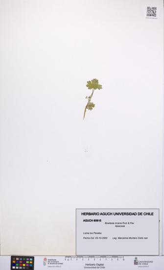 Bowlesia incana [Espécimen: UCH:AGUCH:0060815]