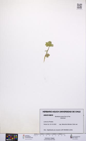 Bowlesia incana [Espécimen: UCH:AGUCH:0060815]