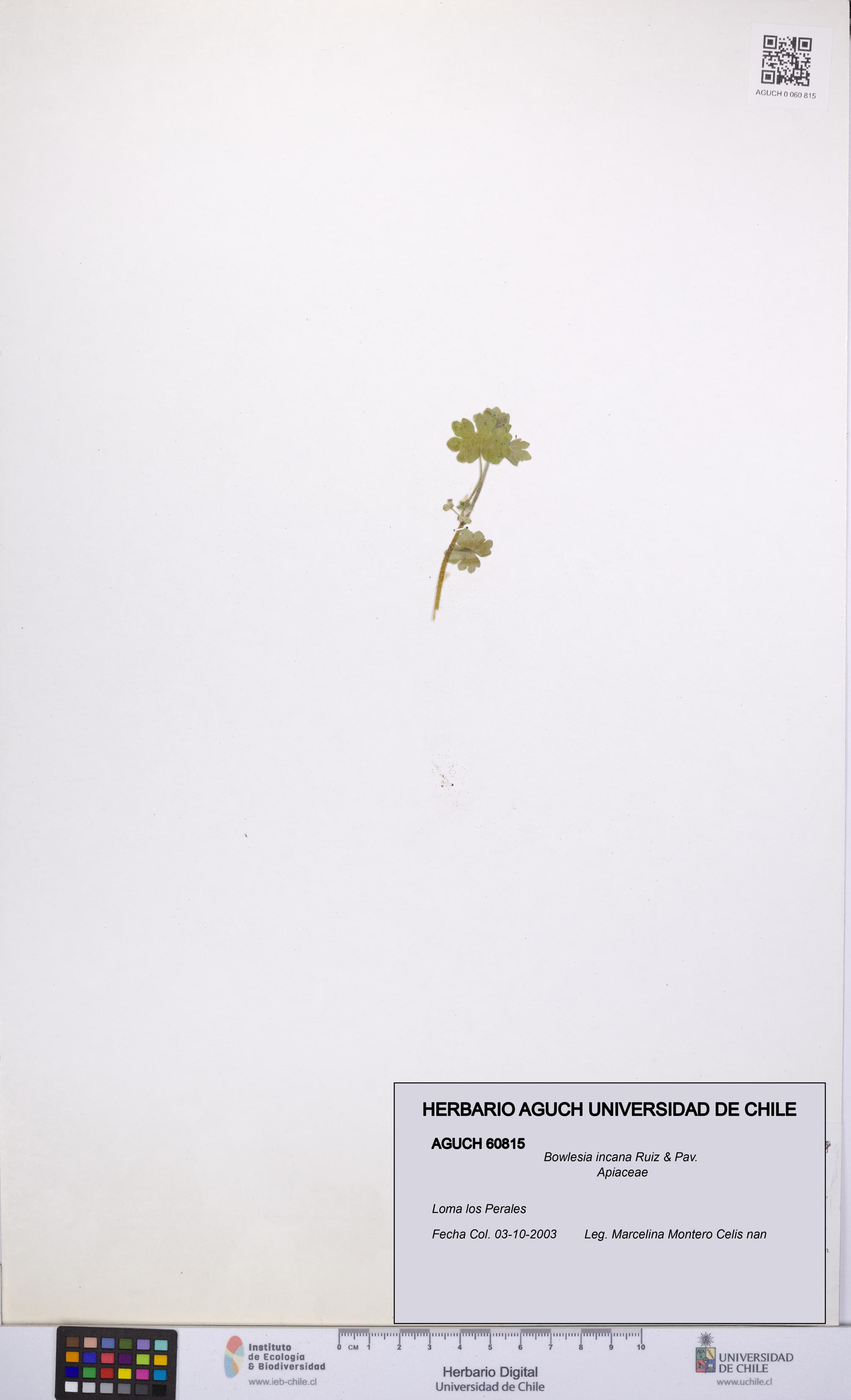 Bowlesia incana [Espécimen: UCH:AGUCH:0060815]