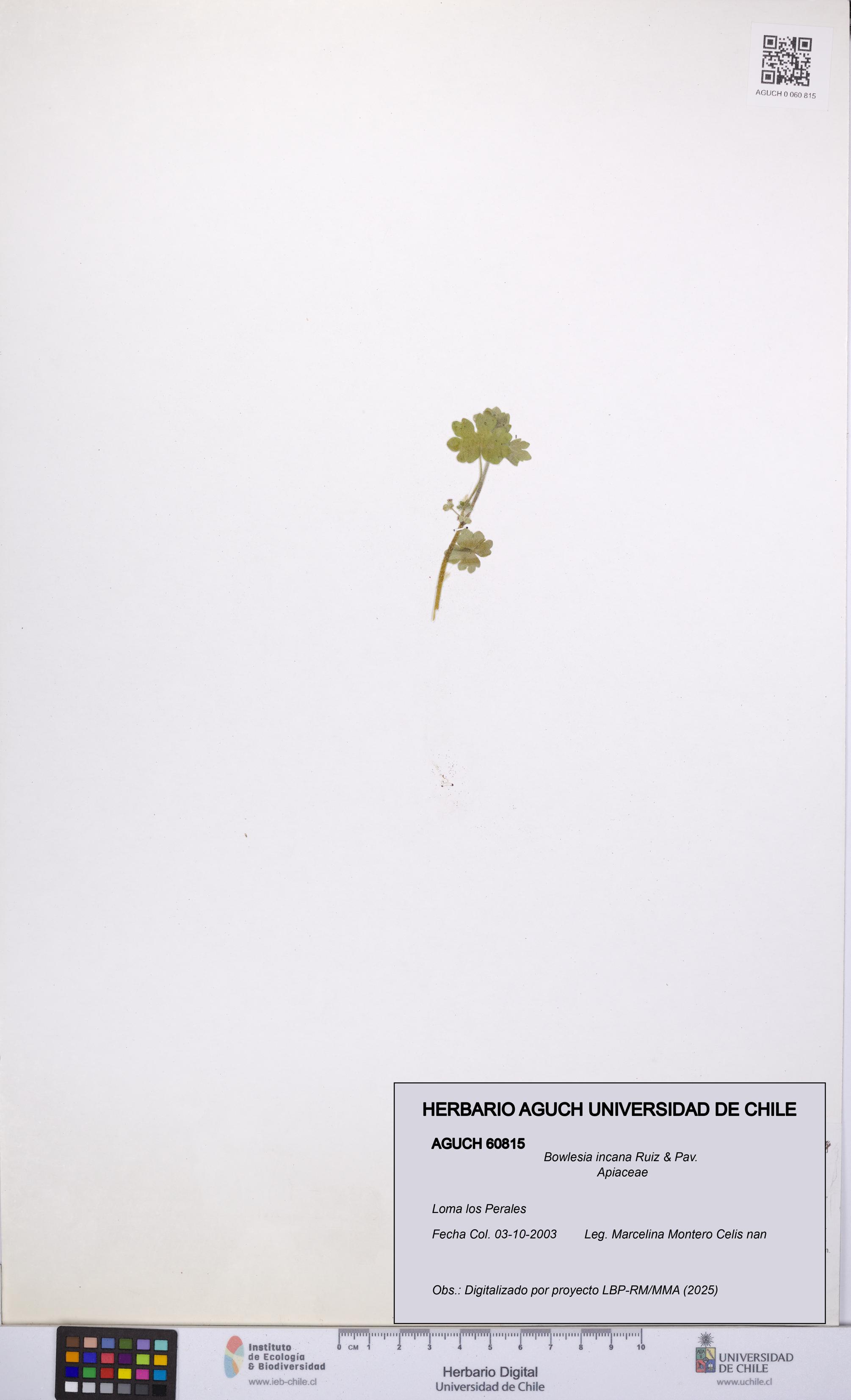 Bowlesia incana [Espécimen: UCH:AGUCH:0060815]