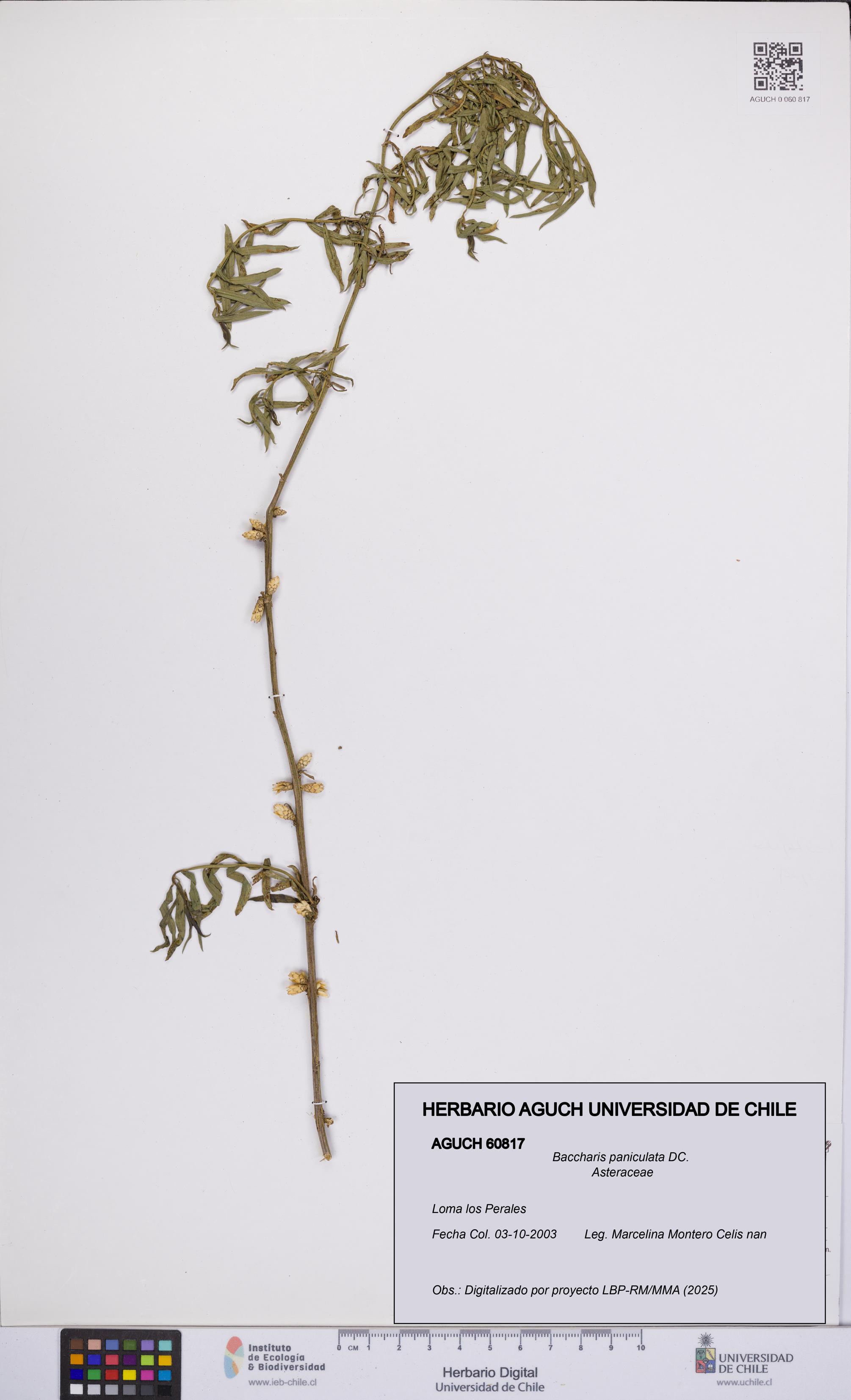 Baccharis paniculata [Espécimen: UCH:AGUCH:0060817]