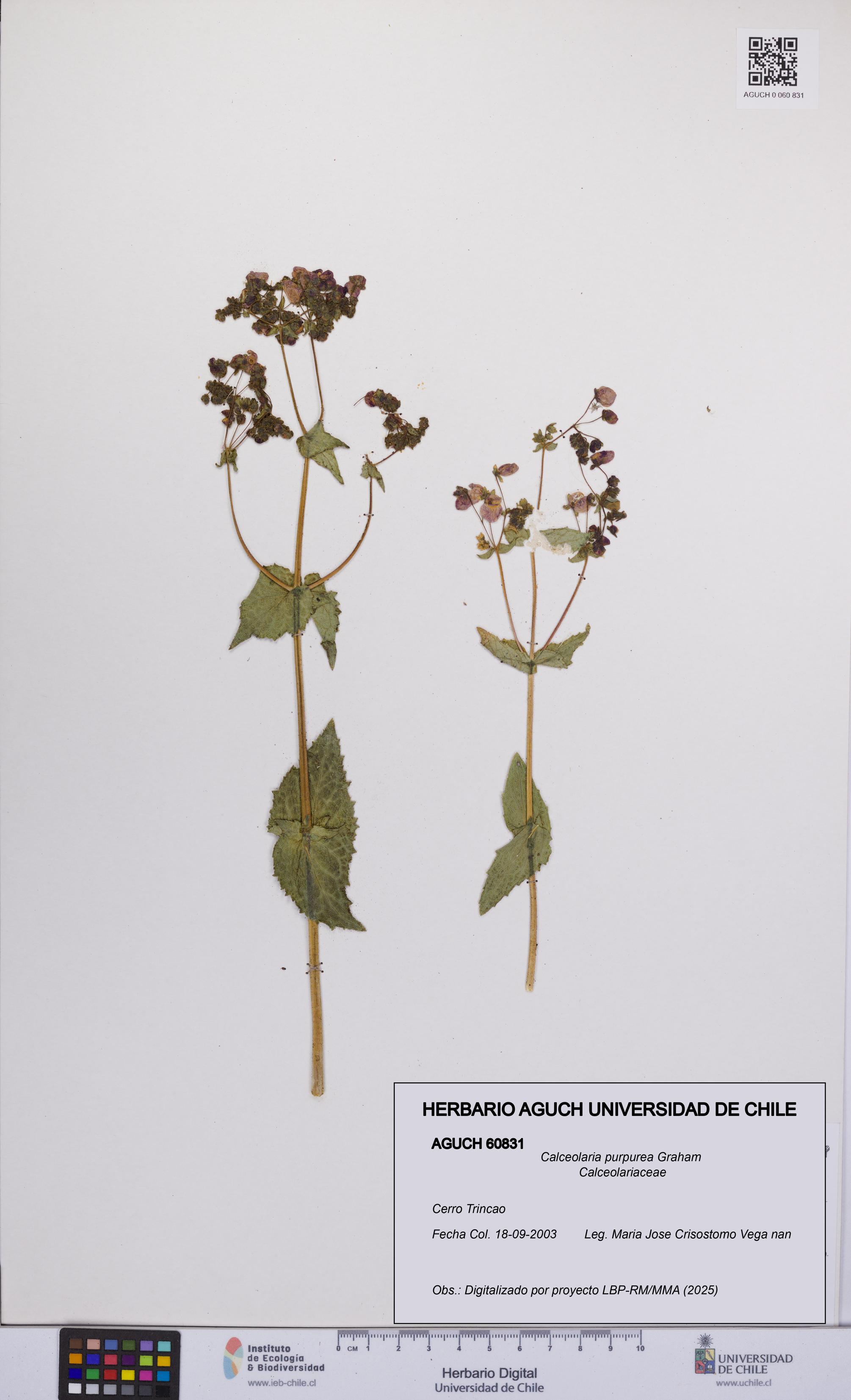 Calceolaria purpurea [Espécimen: UCH:AGUCH:0060831]