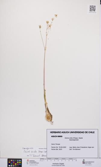 Oziroe arida [Espécimen: UCH:AGUCH:0060833]