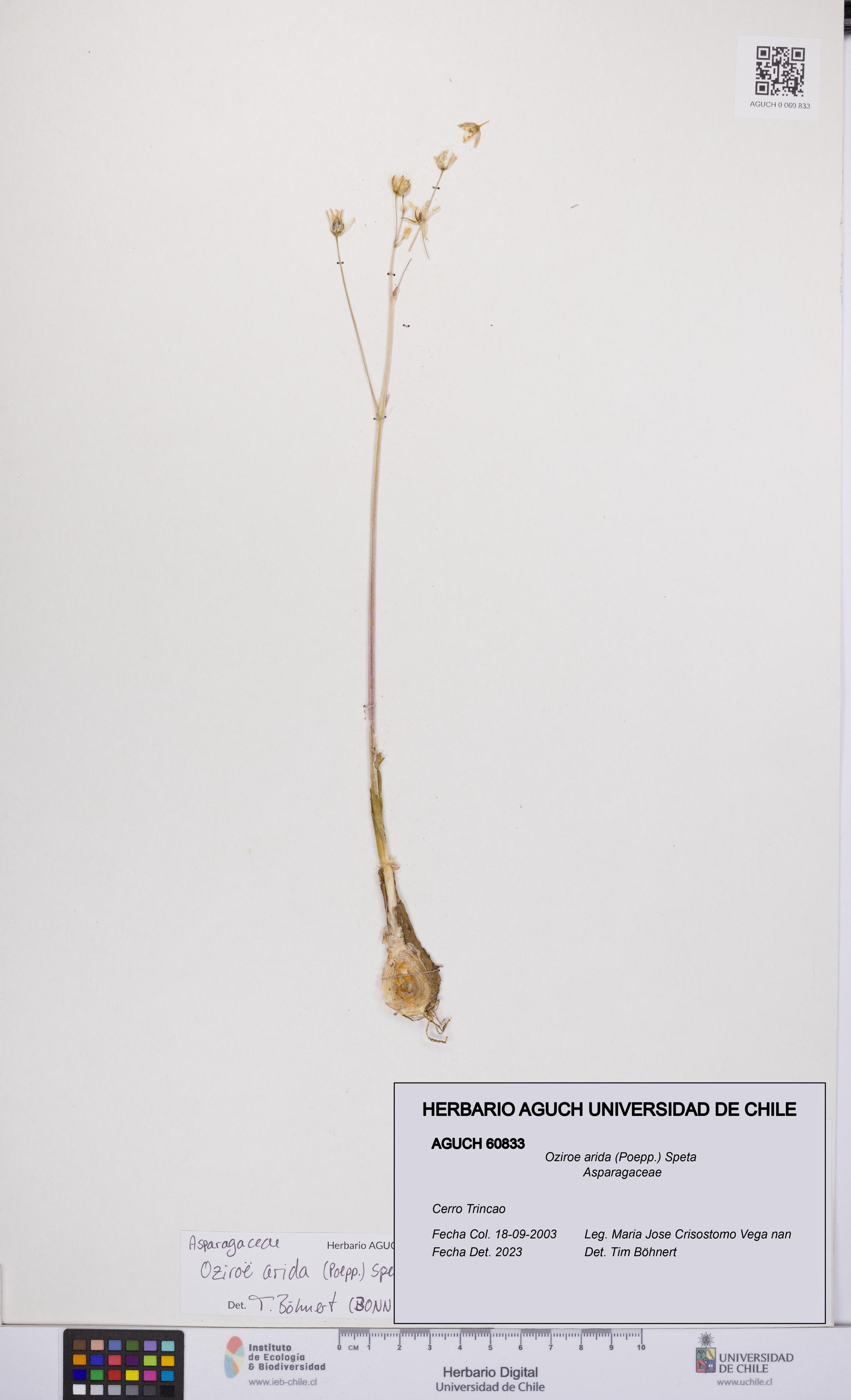 Oziroe arida [Espécimen: UCH:AGUCH:0060833]