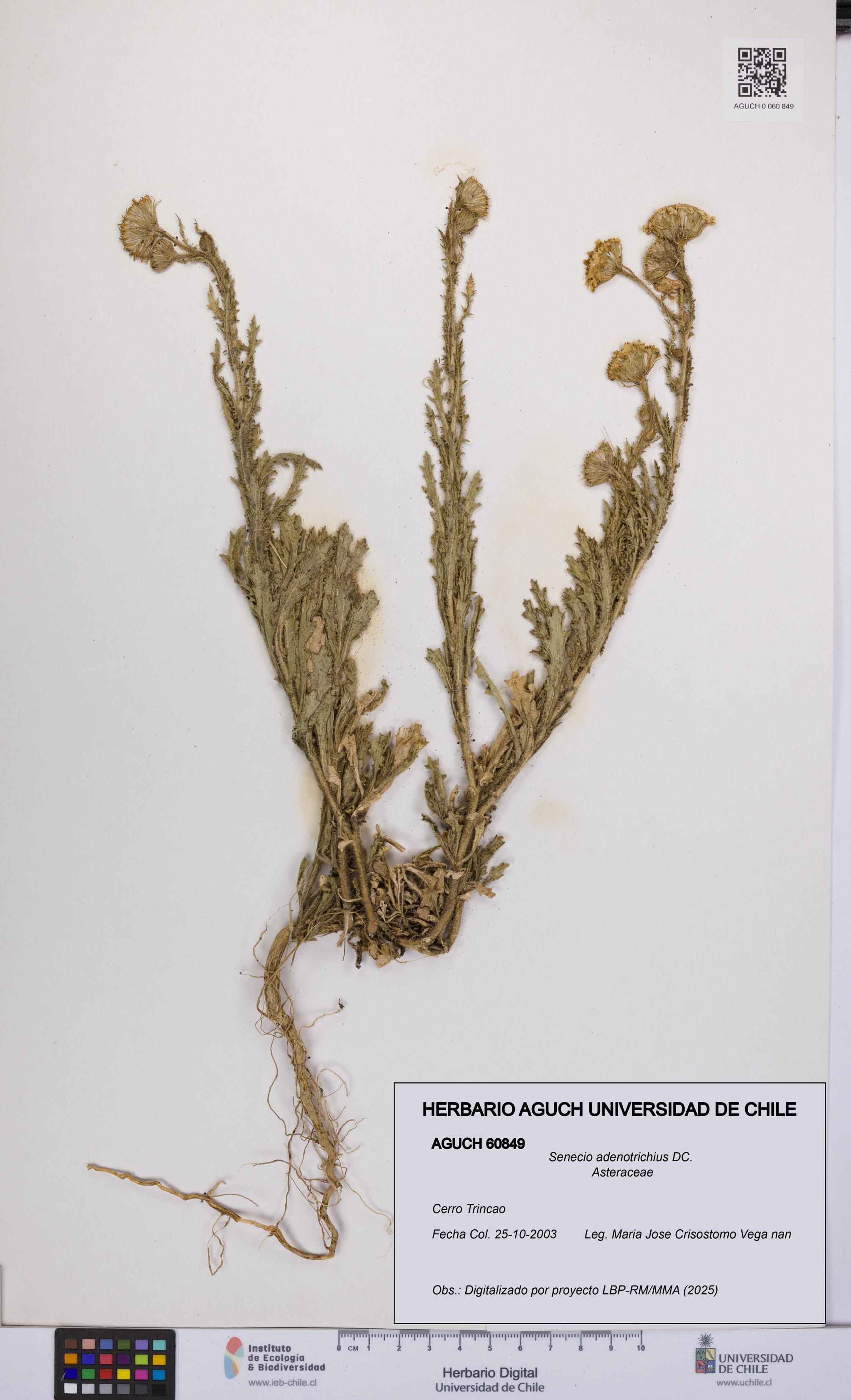 Senecio adenotrichius [Espécimen: UCH:AGUCH:0060849]