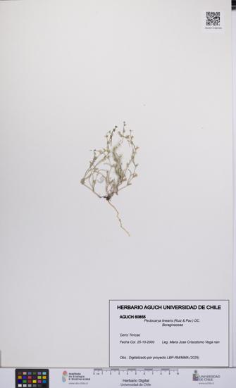 Pectocarya linearis [Espécimen: UCH:AGUCH:0060855]