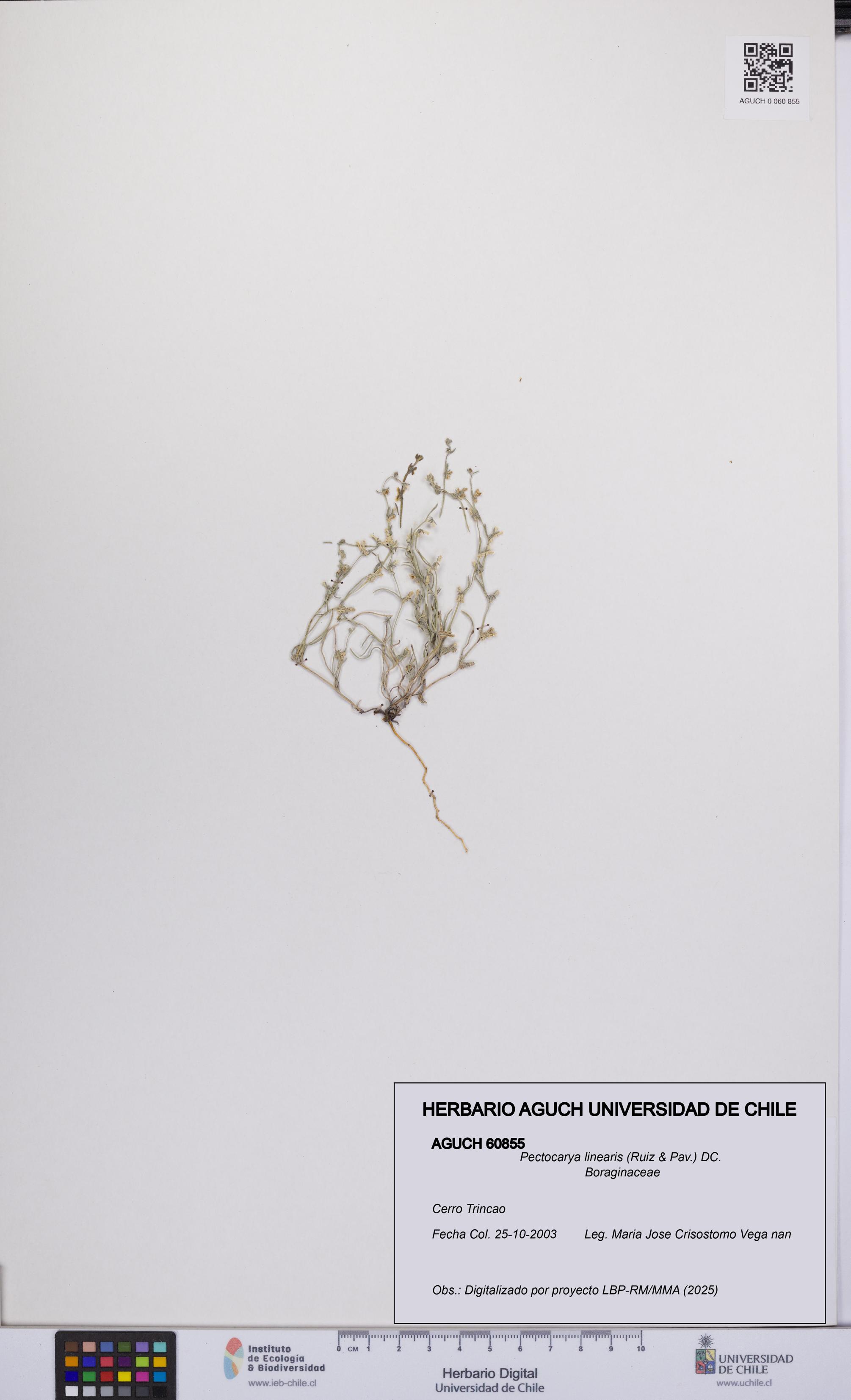 Pectocarya linearis [Espécimen: UCH:AGUCH:0060855]