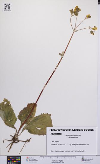 Calceolaria pratensis [Espécimen: UCH:AGUCH:0060951]