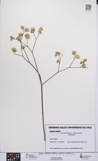 Leucheria salina [Espécimen: UCH:AGUCH:0060973]