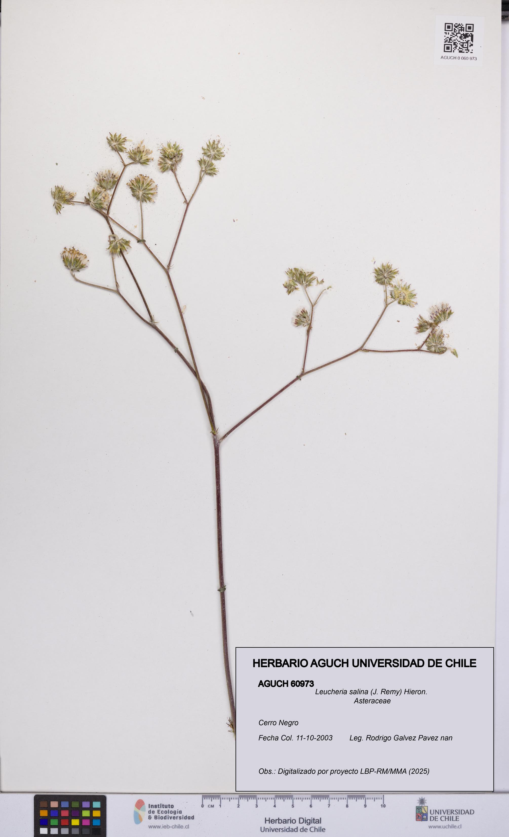 Leucheria salina [Espécimen: UCH:AGUCH:0060973]