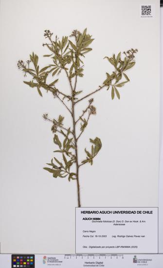 Gochnatia foliolosa [Espécimen: UCH:AGUCH:0060984]