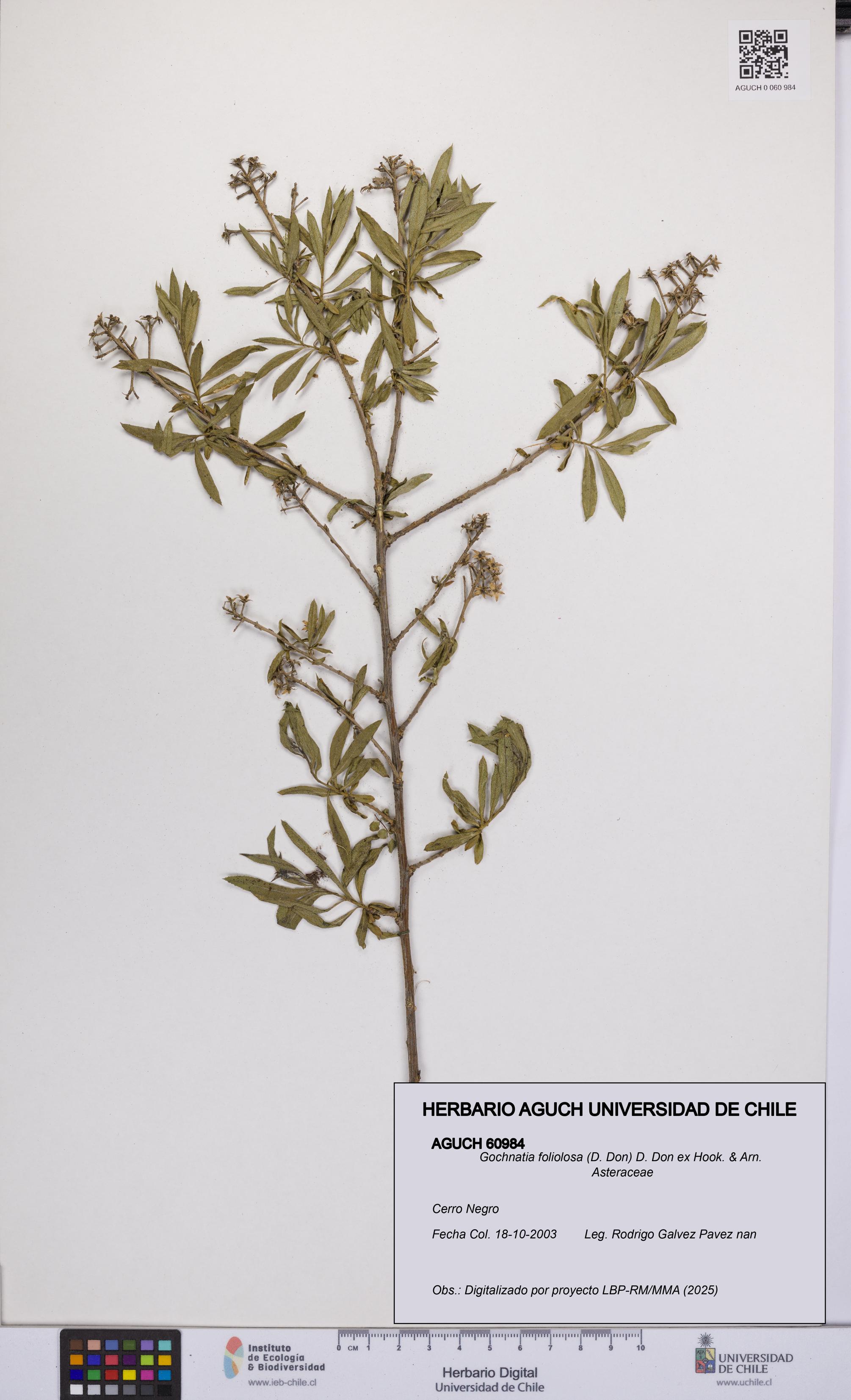 Gochnatia foliolosa [Espécimen: UCH:AGUCH:0060984]