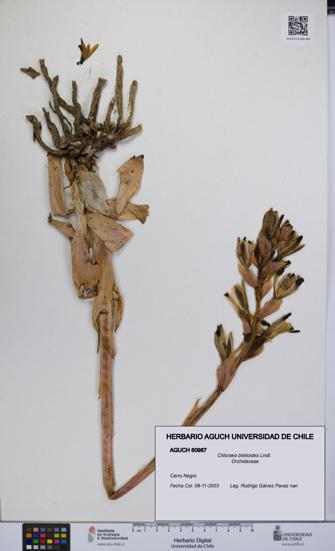 Chloraea bletioides [Espécimen: UCH:AGUCH:0060987]