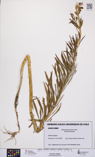 Alstroemeria pulchra [Espécimen: UCH:AGUCH:0060997]