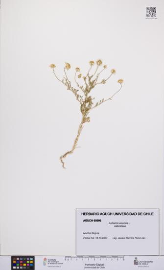 Anthemis arvensis [Espécimen: UCH:AGUCH:0060999]