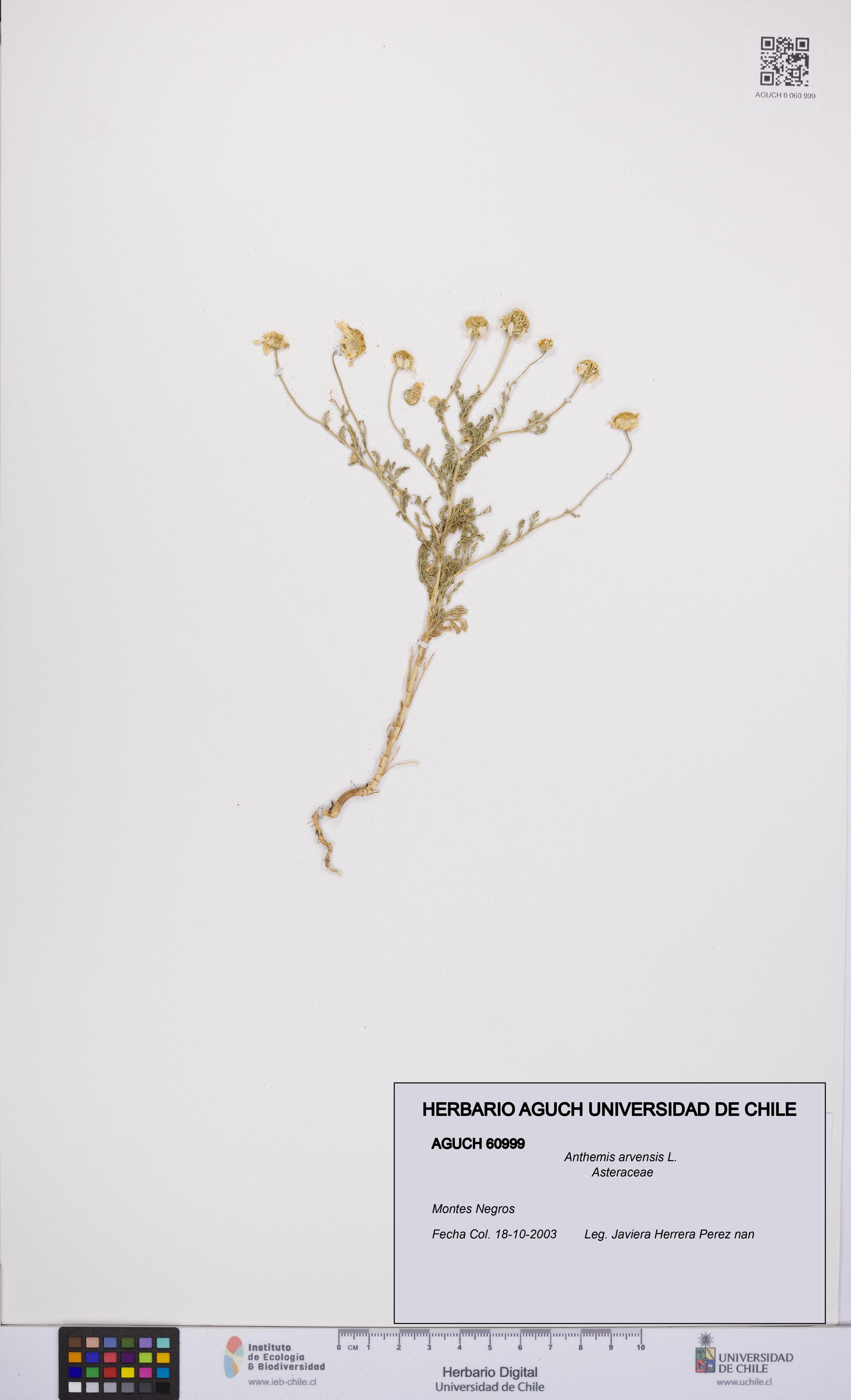 Anthemis arvensis [Espécimen: UCH:AGUCH:0060999]