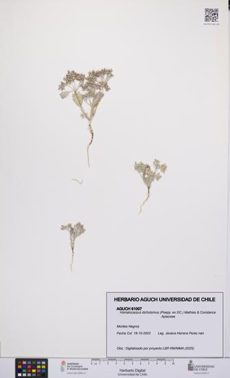 Homalocarpus dichotomus [Espécimen: UCH:AGUCH:0061007]